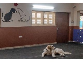 caring-pet-hostel-in-secunderabad-that-reduces-pet-anxiety-small-0