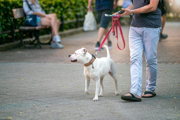 dog-walkers-in-chennai-big-0