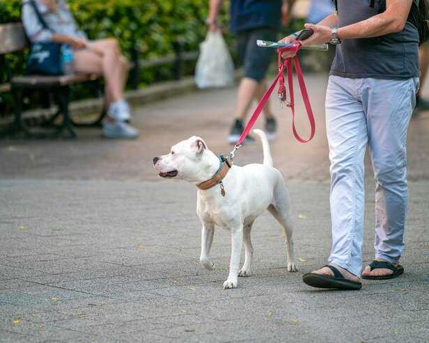 dog-walkers-in-chennai