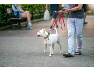 dog-walkers-in-chennai-small-0
