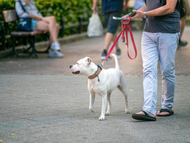 dog-walkers-in-chennai