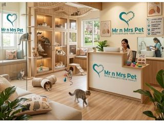 cat-hostel-in-bangalore-small-0