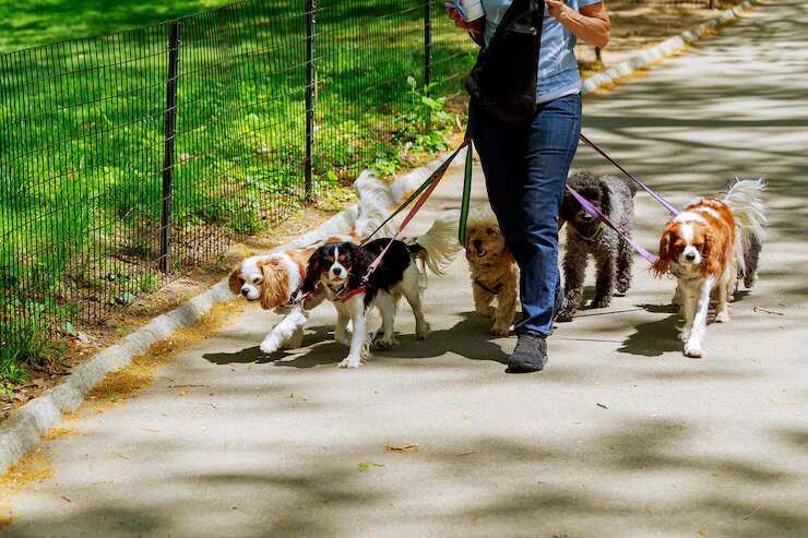 dog-walkers-in-mumbai-big-0