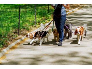 dog-walkers-in-mumbai-small-0