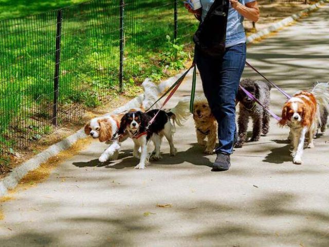 dog-walkers-in-mumbai