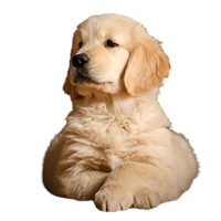 golden-retriever-puppies-for-sale-in-pune-big-0