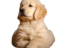 golden-retriever-puppies-for-sale-in-pune
