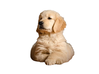 golden-retriever-puppies-for-sale-in-pune-small-0