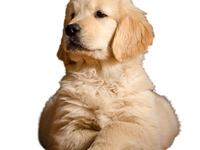 golden-retriever-puppies-for-sale-in-pune