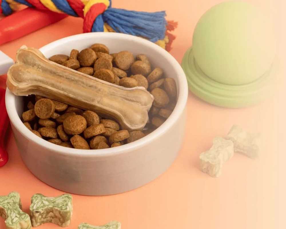 how-pet-parents-can-build-a-better-daily-routine-for-their-pets