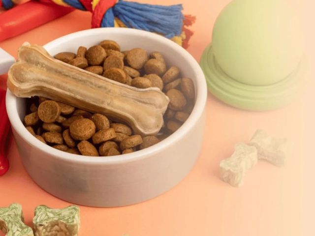how-pet-parents-can-build-a-better-daily-routine-for-their-pets