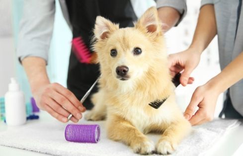 pet-hygiene-and-health-grooming-in-hitec-city-big-0