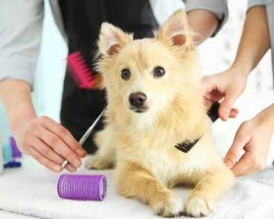 pet-hygiene-and-health-grooming-in-hitec-city