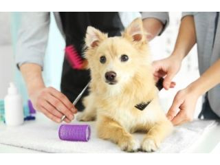 pet-hygiene-and-health-grooming-in-hitec-city-small-0