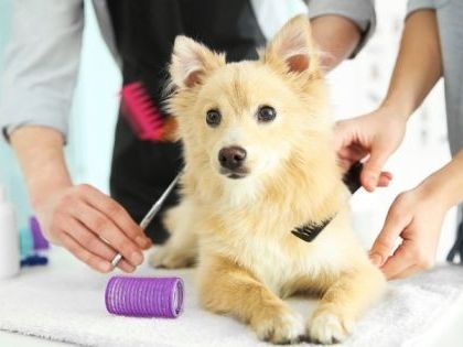 pet-hygiene-and-health-grooming-in-hitec-city