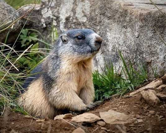 ladakh-birding-wildlife-safari