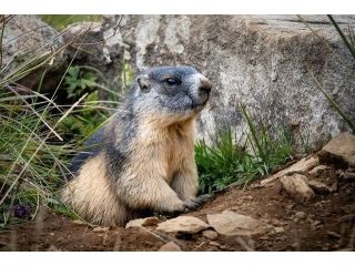 ladakh-birding-wildlife-safari-small-0