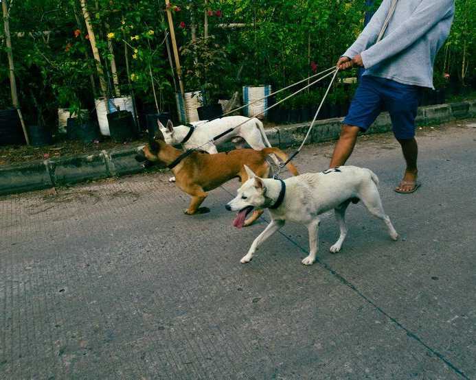 dog-walkers-in-hyderabad