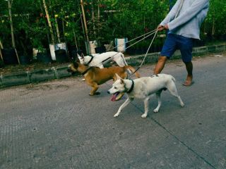dog-walkers-in-hyderabad-small-0