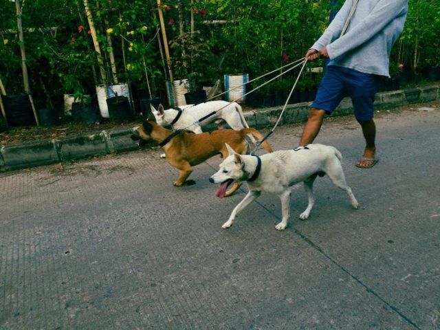 dog-walkers-in-hyderabad