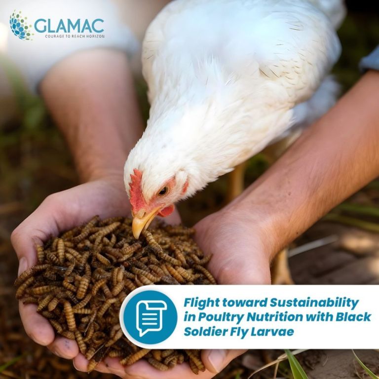 sustainable-poultry-nutrition-with-black-soldier-fly-larvae-big-0