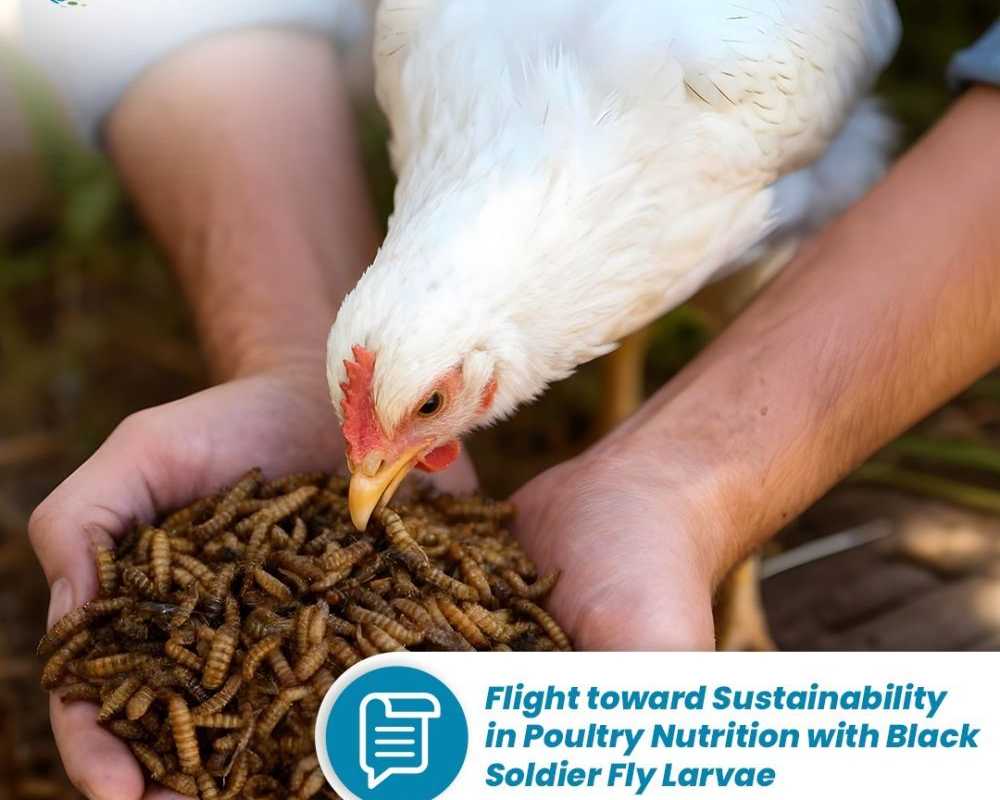 sustainable-poultry-nutrition-with-black-soldier-fly-larvae
