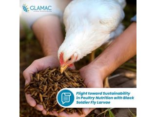 sustainable-poultry-nutrition-with-black-soldier-fly-larvae-small-0