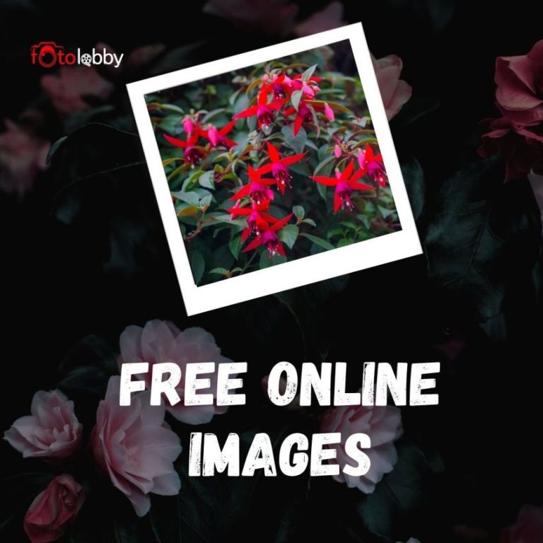 free-online-images-by-fotolobby-gurgaon-big-0