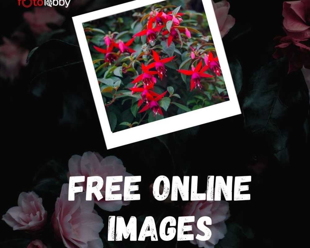 free-online-images-by-fotolobby-gurgaon