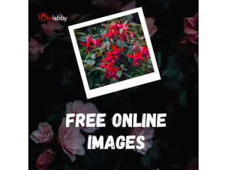 free-online-images-by-fotolobby-gurgaon-small-0