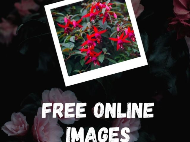 free-online-images-by-fotolobby-gurgaon