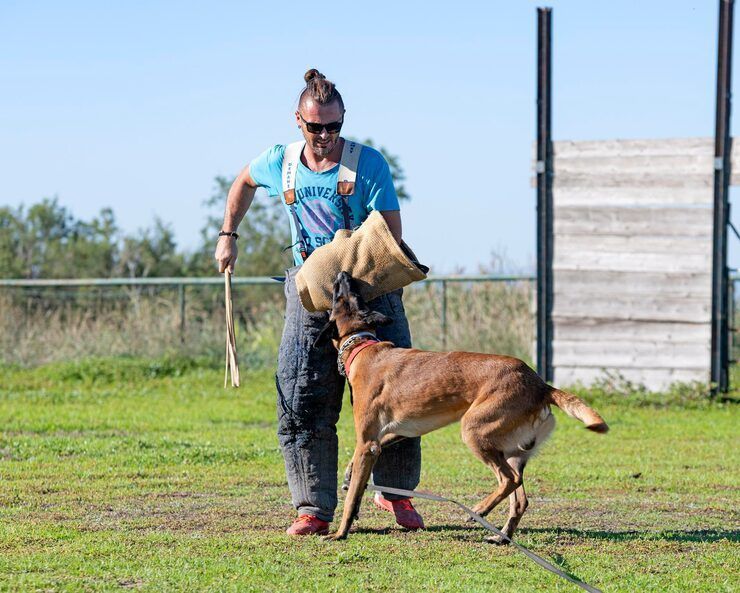 dog-training-service-in-pune-big-0