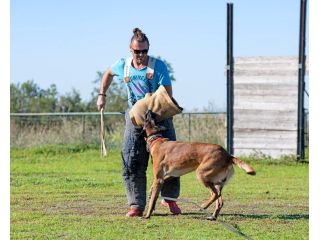 dog-training-service-in-pune-small-0