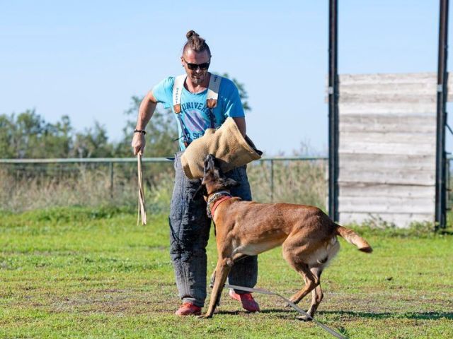 dog-training-service-in-pune