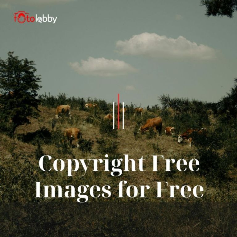 copyright-free-images-for-free-by-fotolobby-gurgaon-big-0