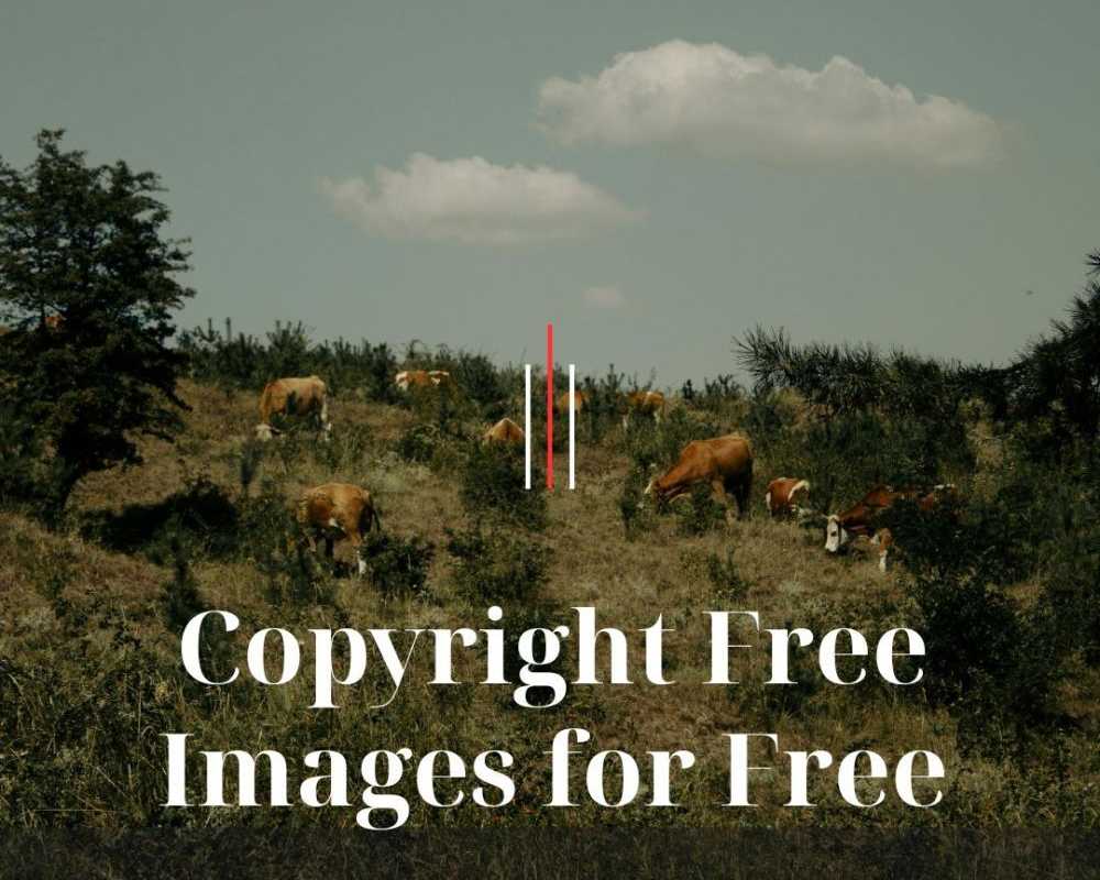 copyright-free-images-for-free-by-fotolobby-gurgaon