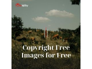 copyright-free-images-for-free-by-fotolobby-gurgaon-small-0