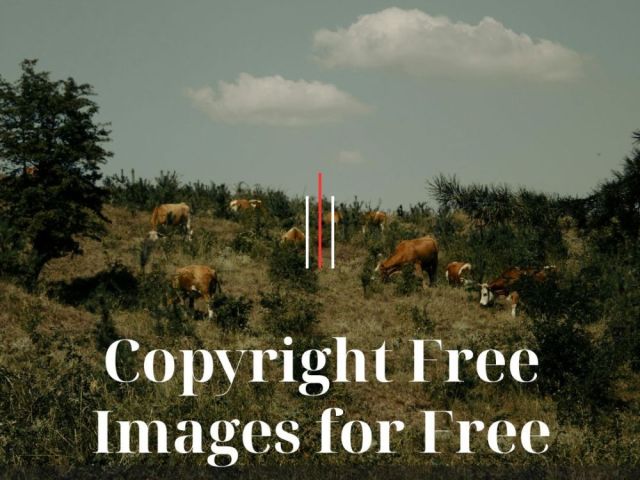 copyright-free-images-for-free-by-fotolobby-gurgaon