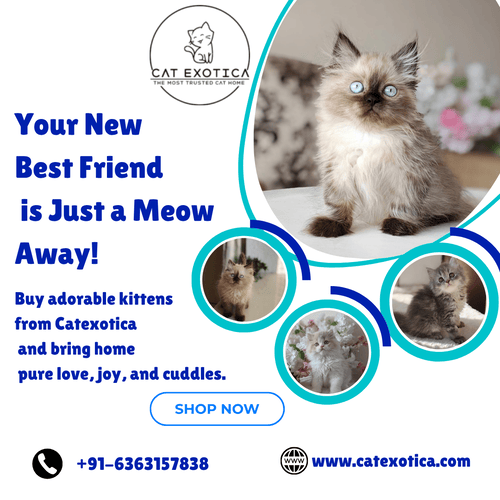 buy-cats-and-kittens-for-sale-in-bangalore-big-0