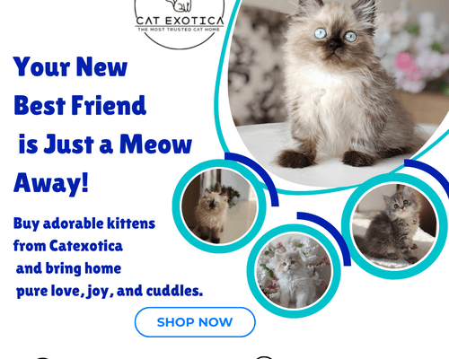 buy-cats-and-kittens-for-sale-in-bangalore