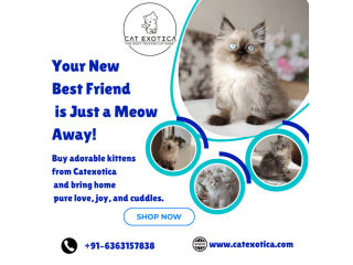 buy-cats-and-kittens-for-sale-in-bangalore-small-0