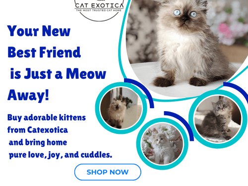 buy-cats-and-kittens-for-sale-in-bangalore