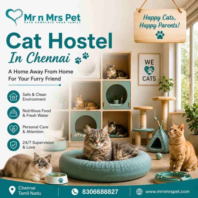 cat-hostel-in-chennai-big-0