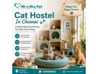 cat-hostel-in-chennai-small-0