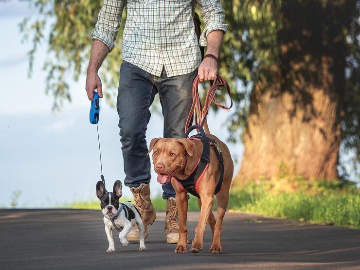 dog-walkers-in-pune-big-0