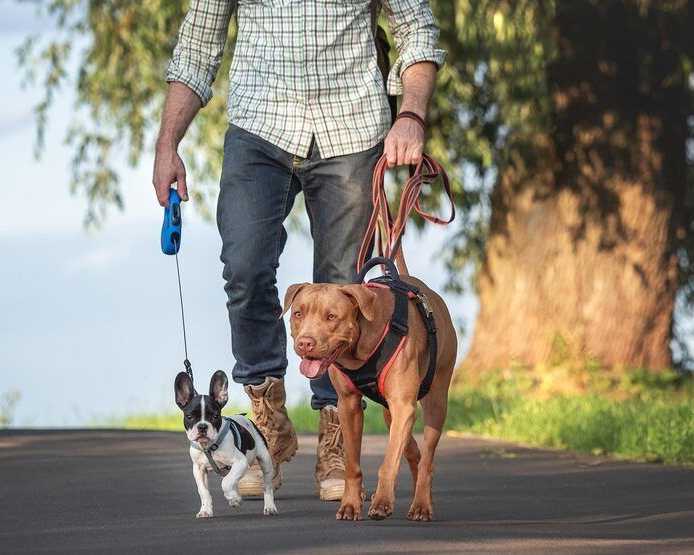 dog-walkers-in-pune