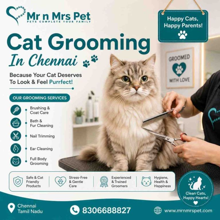 cat-grooming-in-chennai-big-0