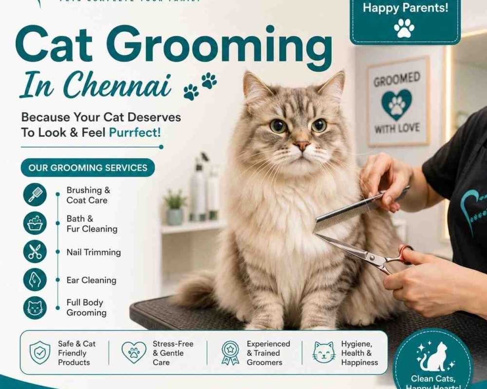 cat-grooming-in-chennai
