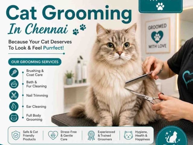 cat-grooming-in-chennai