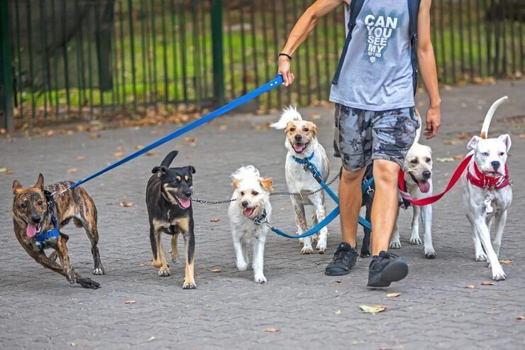 dog-walkers-in-kolkata-big-0
